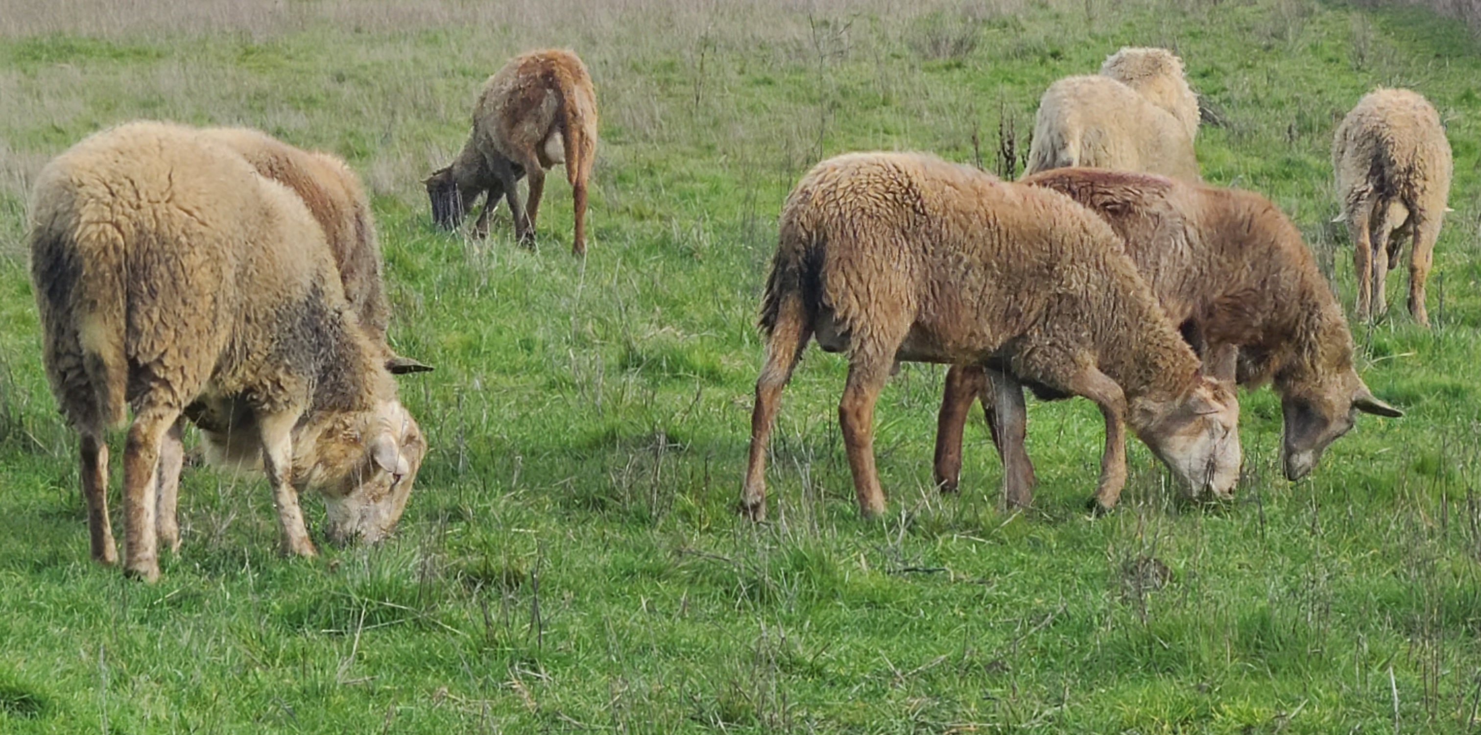 Browsing the field