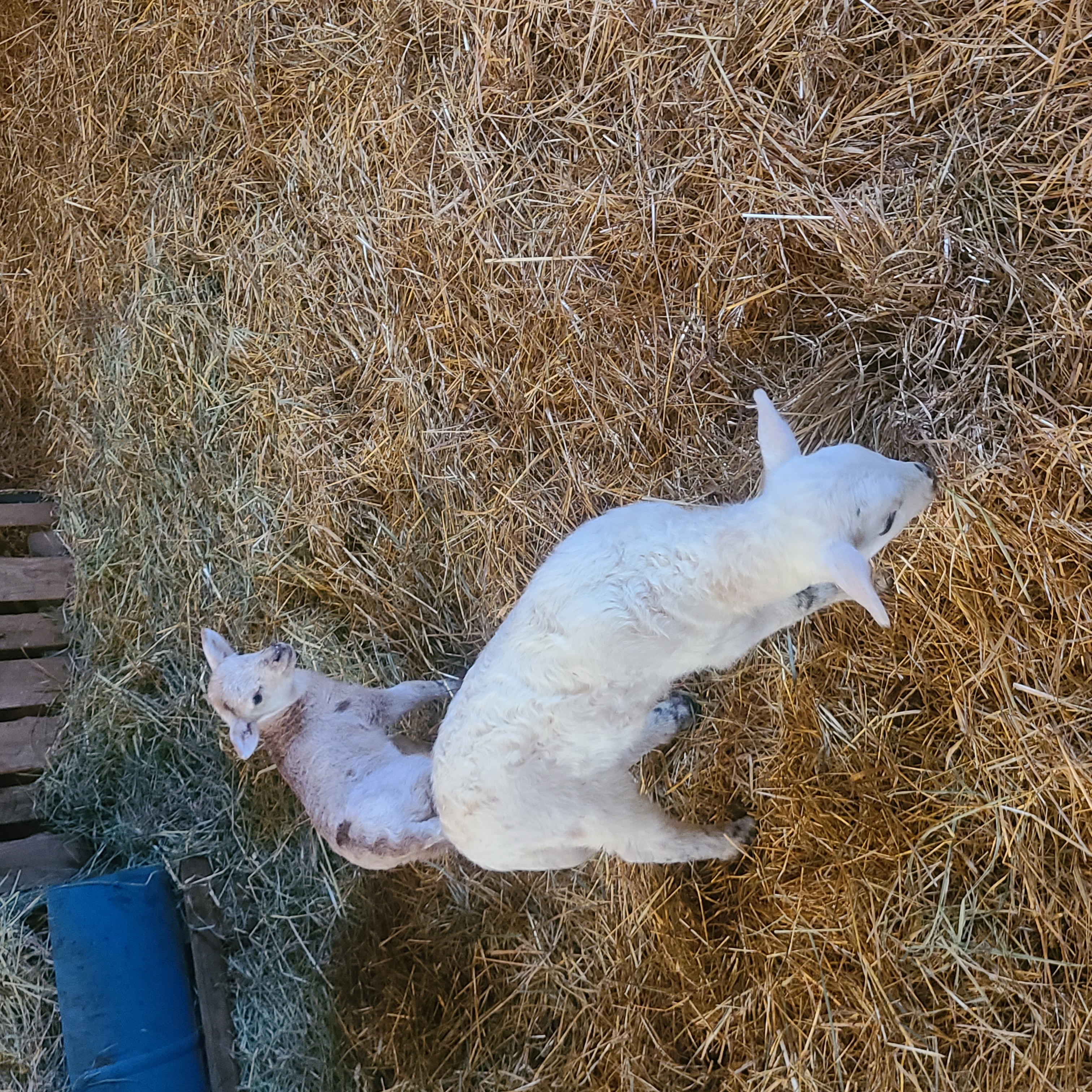 Nom nom nom